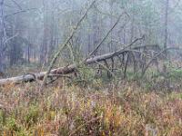 Baumrelikt im nebligen Moorwald - Kendlmühlfilzn